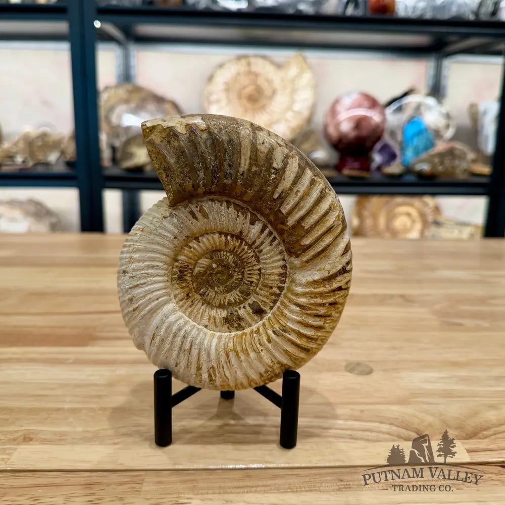 Reserve Jurassic Ammonite Fossil 6’’ - Fossil Specimen