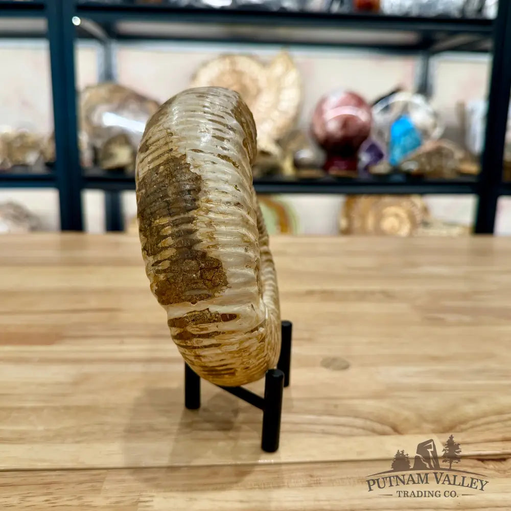 Reserve Jurassic Ammonite Fossil 6’’ - Fossil Specimen