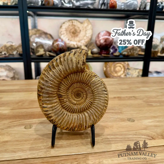Reserve Jurassic Ammonite Fossil 7.03’’ - Fossil Specimen