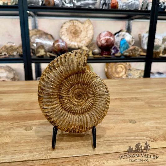 Reserve Jurassic Ammonite Fossil 7.03’’ - Fossil Specimen