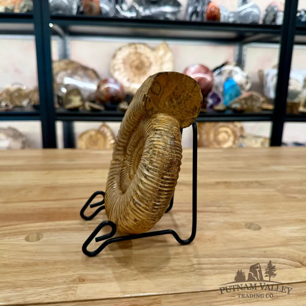 Reserve Jurassic Ammonite Fossil 7.03’’ - Fossil Specimen