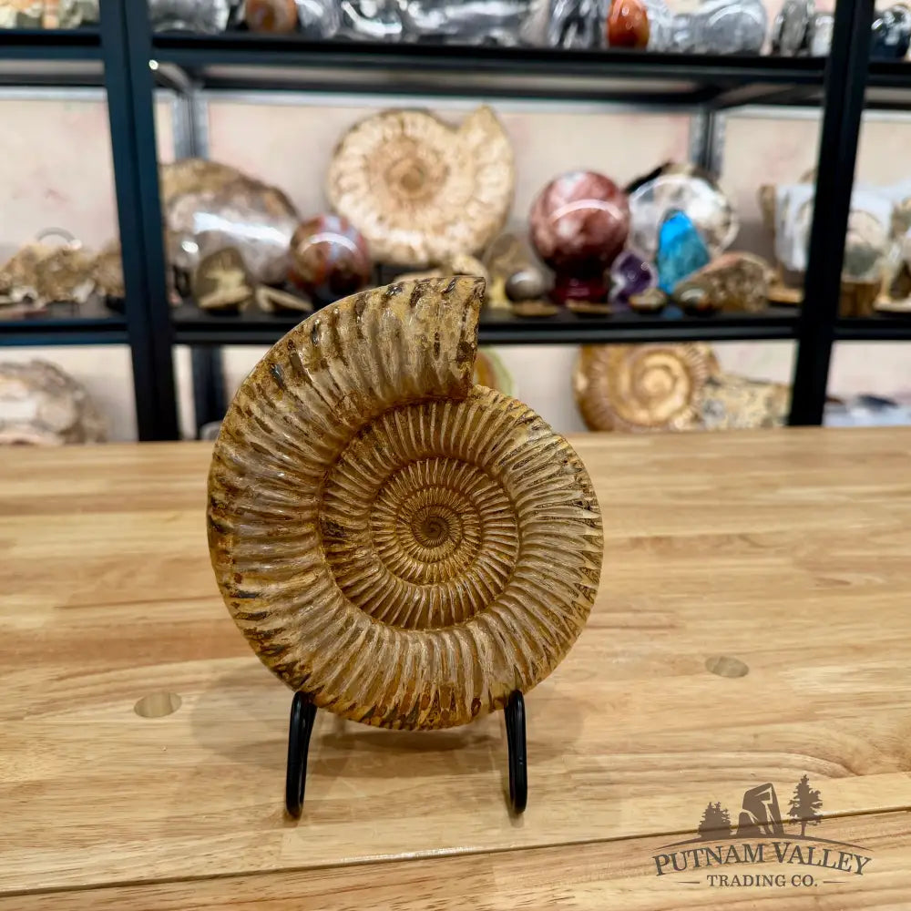 Reserve Jurassic Ammonite Fossil 7.03’’ - Fossil Specimen