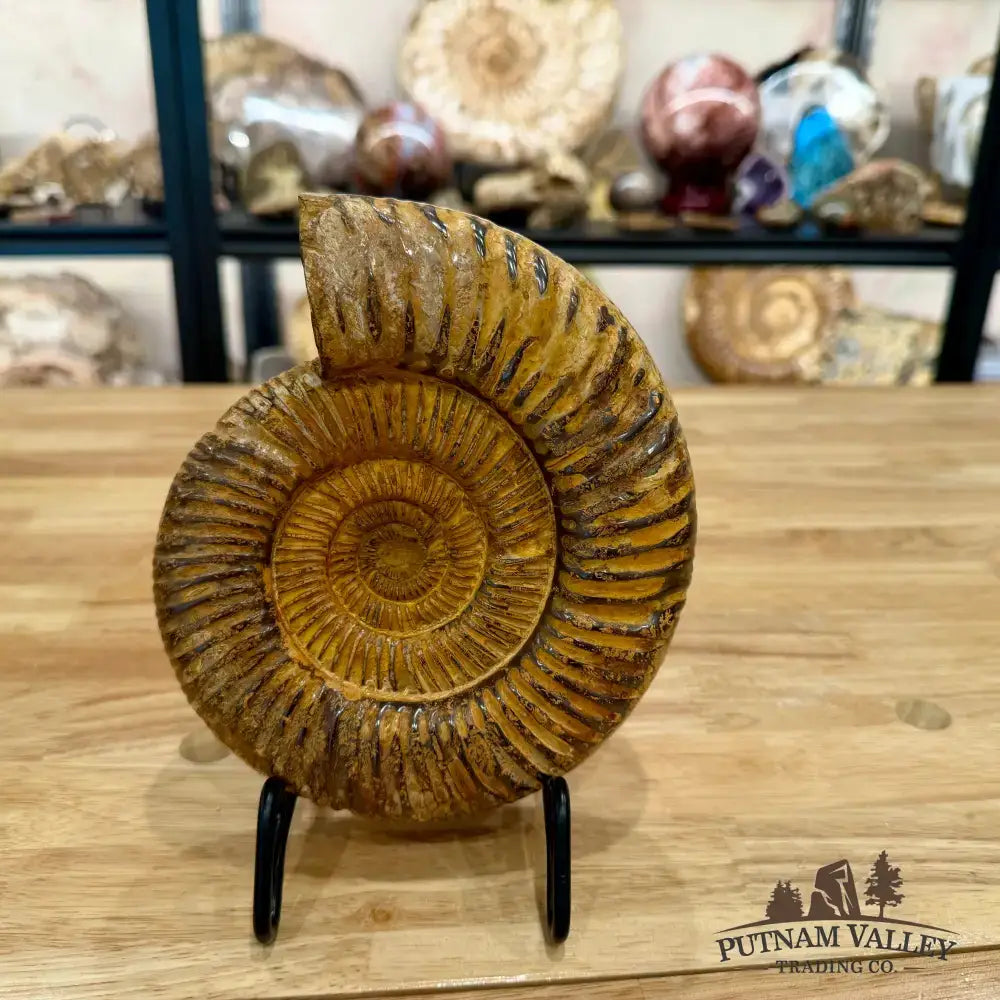 Reserve Jurassic Ammonite Fossil 7.03’’ - Fossil Specimen