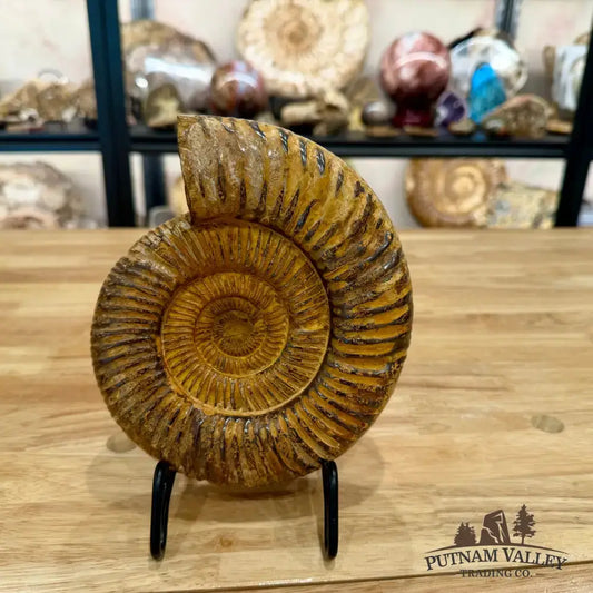 Reserve Jurassic Ammonite Fossil 7.03’’ - Fossil Specimen