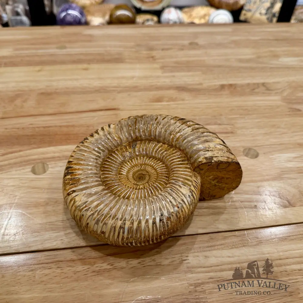 Reserve Jurassic Ammonite Fossil 7.03’’ - Fossil Specimen