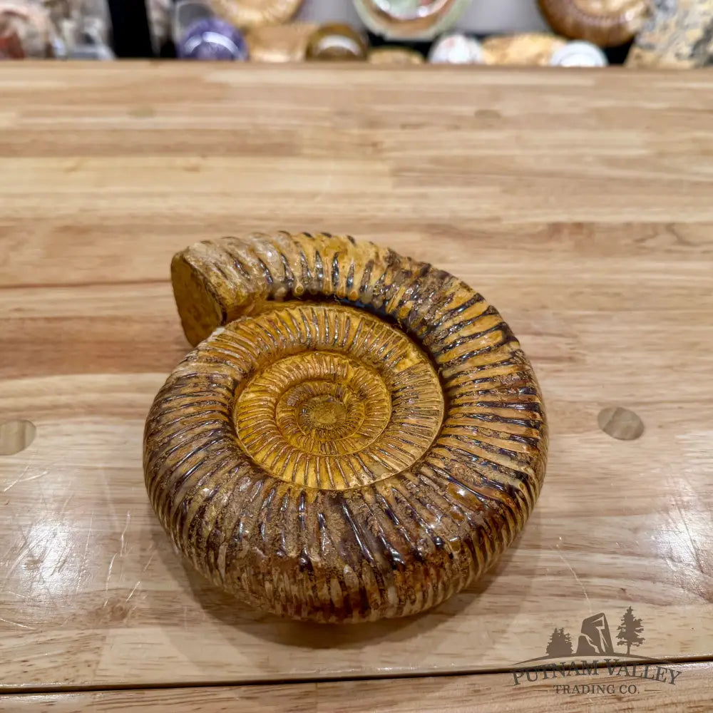 Reserve Jurassic Ammonite Fossil 7.03’’ - Fossil Specimen