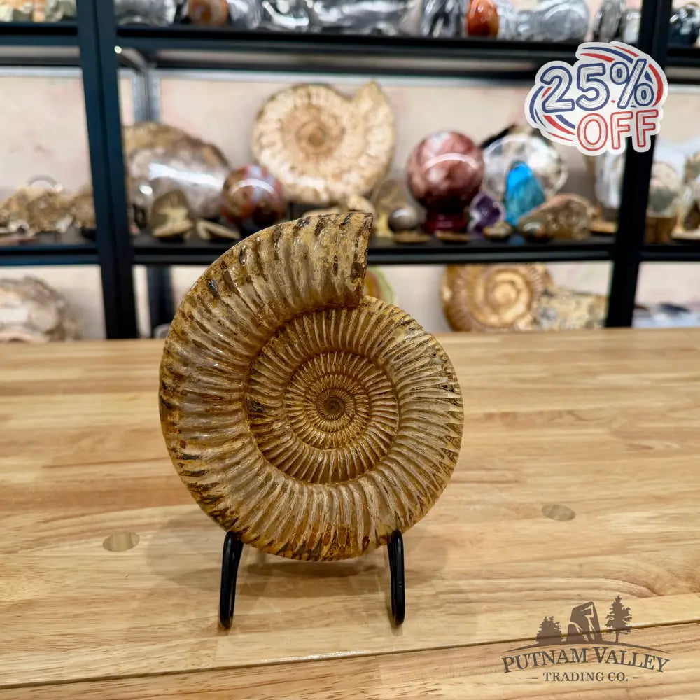 Reserve Jurassic Ammonite Fossil 7.03’’ - Fossil Specimen