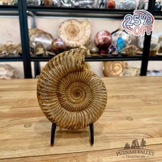 Reserve Jurassic Ammonite Fossil 7.03’’ - Fossil Specimen