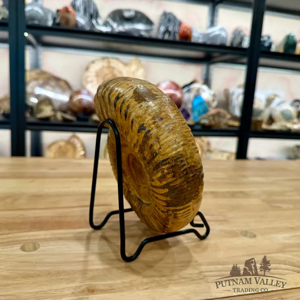 Reserve Jurassic Ammonite Fossil 7.03’’ - Fossil Specimen
