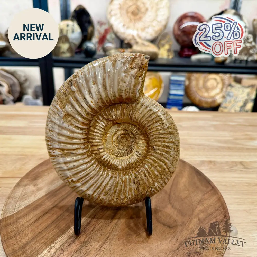 Reserve Jurassic Ammonite Fossil 7.19’’ - Fossil Specimen