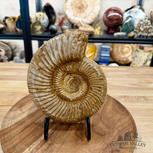 Reserve Jurassic Ammonite Fossil 7.19’’ - Fossil Specimen