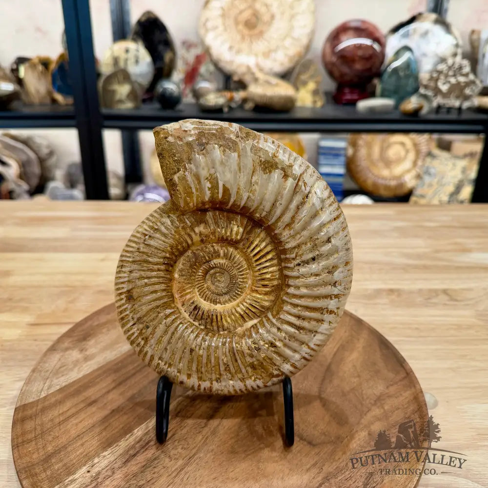 Reserve Jurassic Ammonite Fossil 7.19’’ - Fossil Specimen