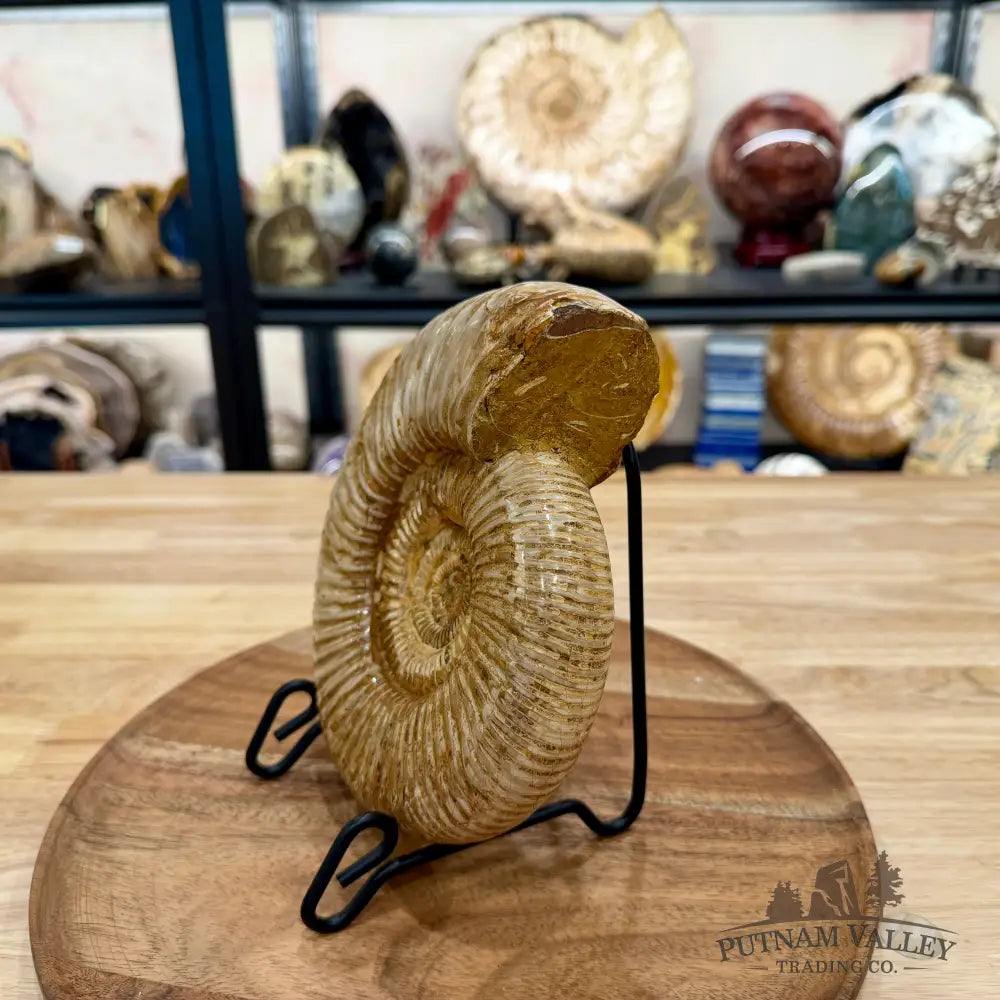 Reserve Jurassic Ammonite Fossil 7.19’’ - Fossil Specimen