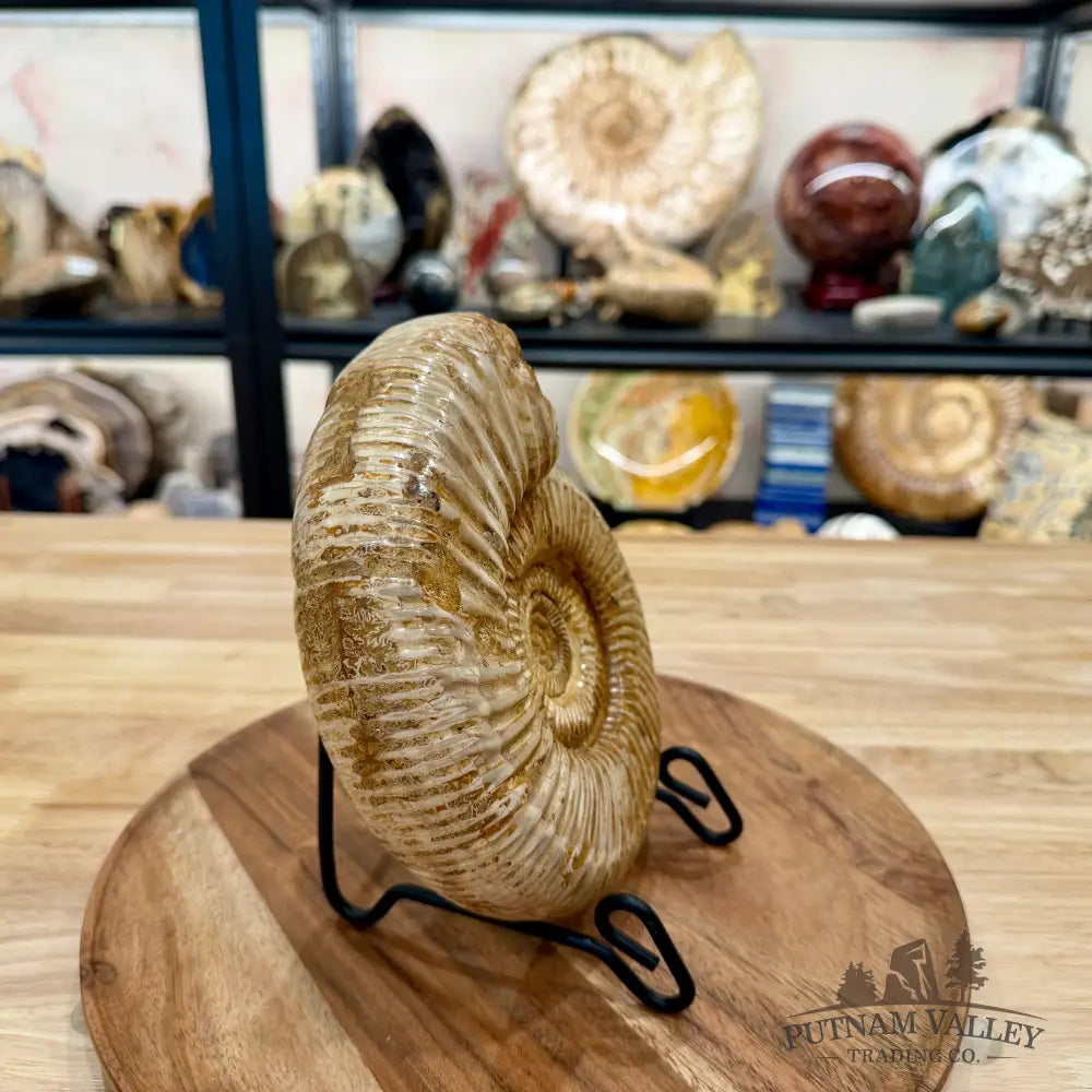 Reserve Jurassic Ammonite Fossil 7.19’’ - Fossil Specimen