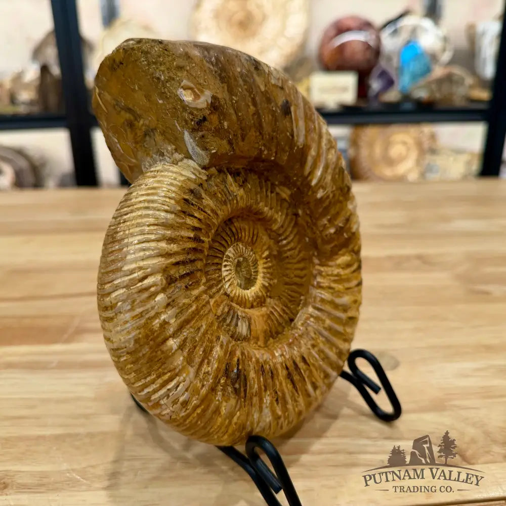 Reserve Jurassic Ammonite Fossil 7.2’’ - Fossil Specimen
