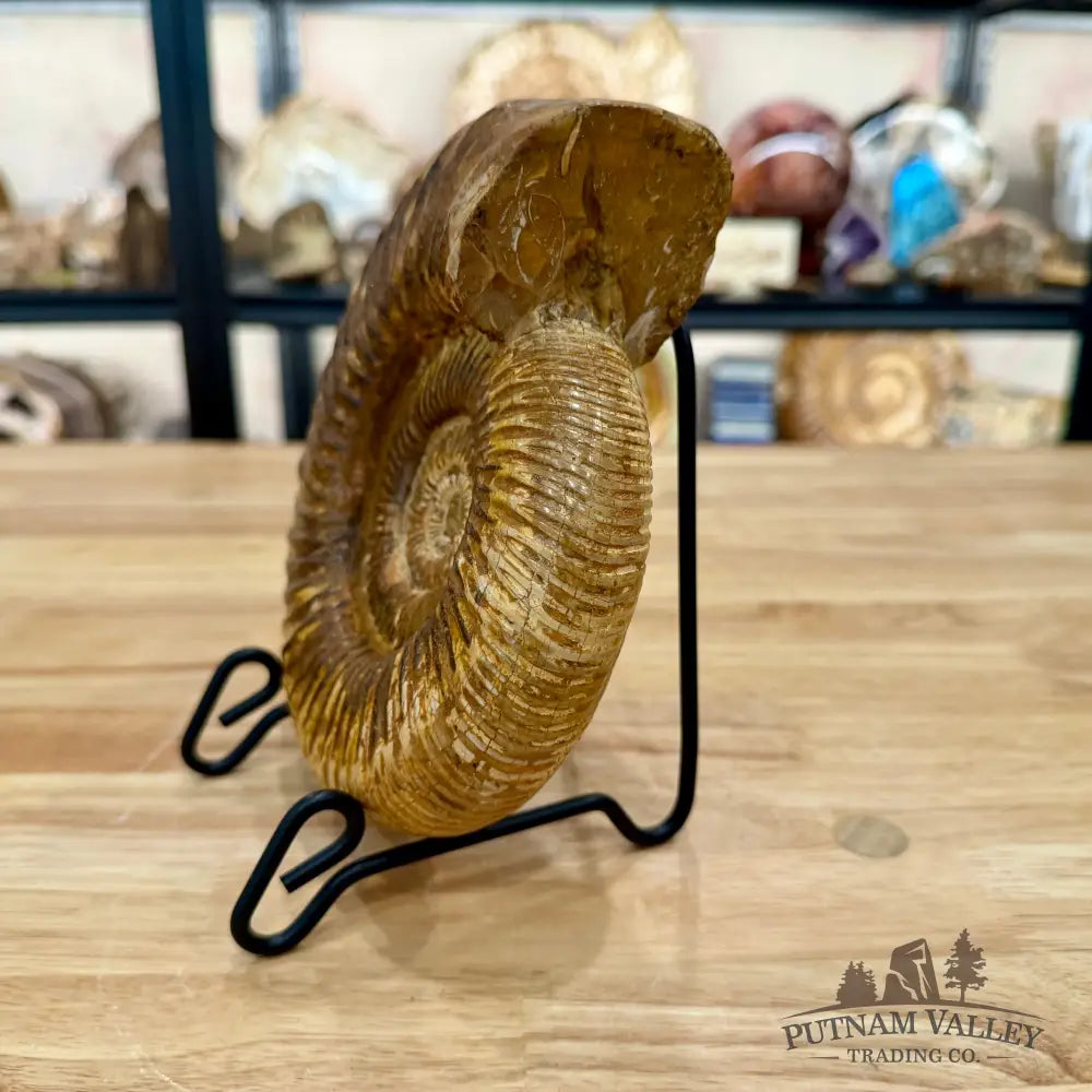 Reserve Jurassic Ammonite Fossil 7.2’’ - Fossil Specimen