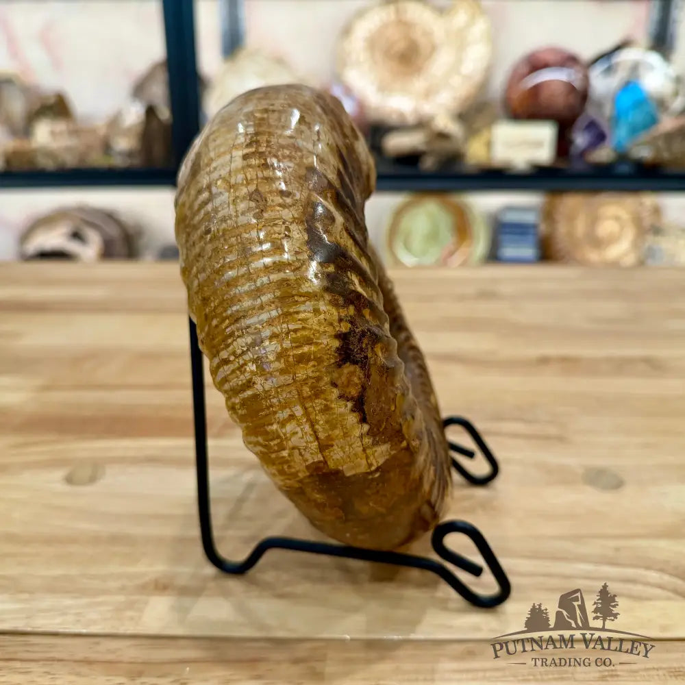 Reserve Jurassic Ammonite Fossil 7.2’’ - Fossil Specimen