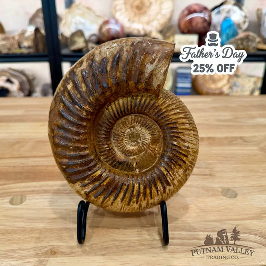 Reserve Jurassic Ammonite Fossil 7.2’’ - Fossil Specimen