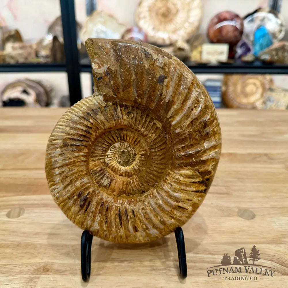 Reserve Jurassic Ammonite Fossil 7.2’’ - Fossil Specimen