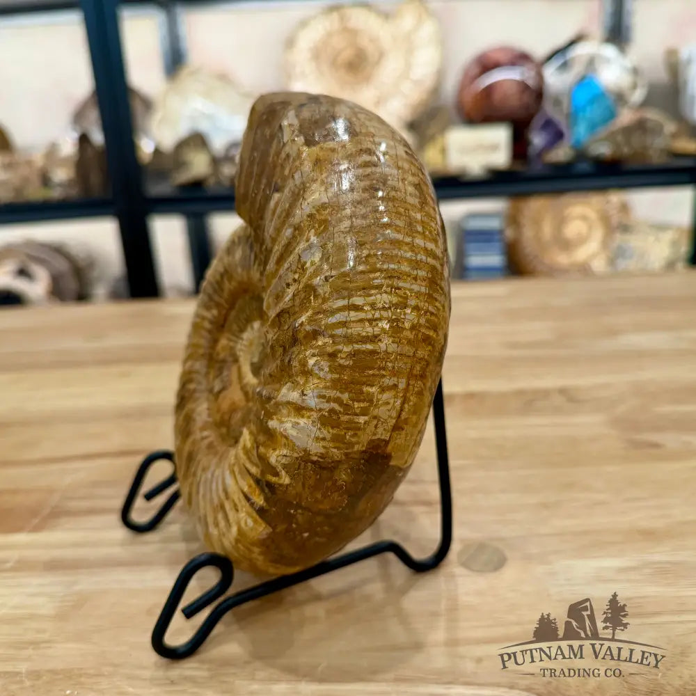 Reserve Jurassic Ammonite Fossil 7.2’’ - Fossil Specimen