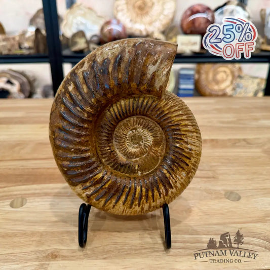 Reserve Jurassic Ammonite Fossil 7.2’’ - Fossil Specimen