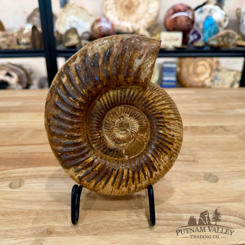 Reserve Jurassic Ammonite Fossil 7.2’’ - Fossil Specimen
