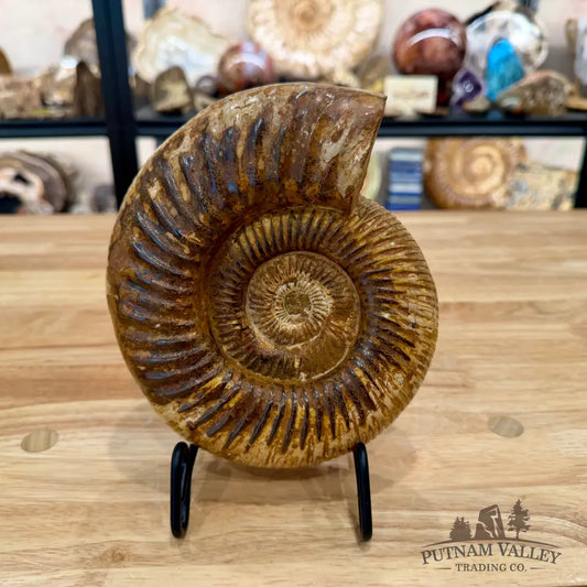 Reserve Jurassic Ammonite Fossil 7.2’’ - Fossil Specimen