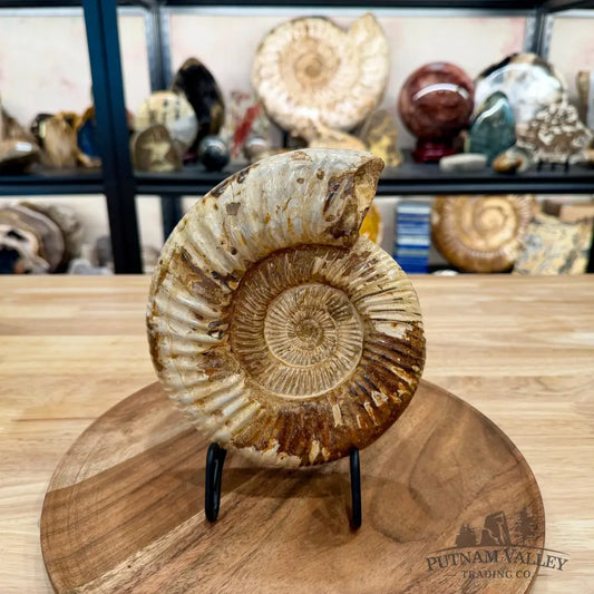 Reserve Jurassic Ammonite Fossil 7.3’’ - Fossil Specimen