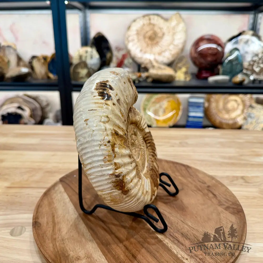 Reserve Jurassic Ammonite Fossil 7.3’’ - Fossil Specimen
