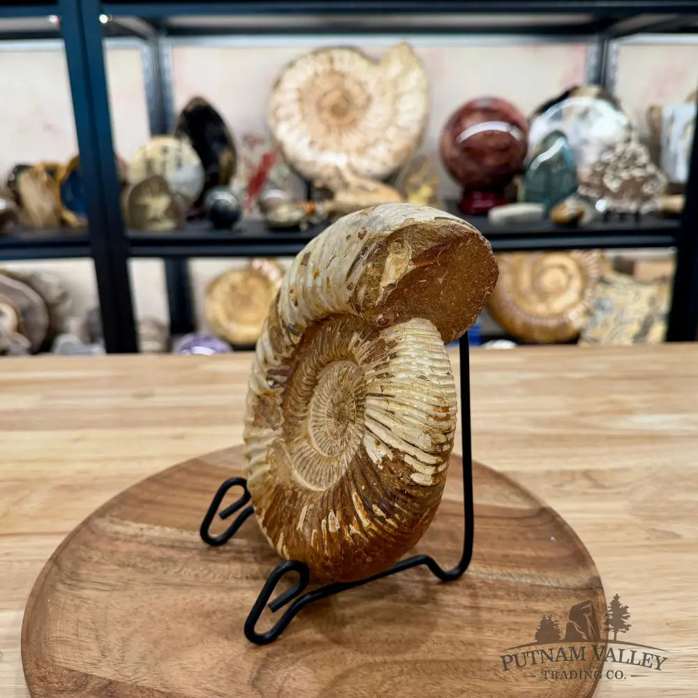 Reserve Jurassic Ammonite Fossil 7.3’’ - Fossil Specimen