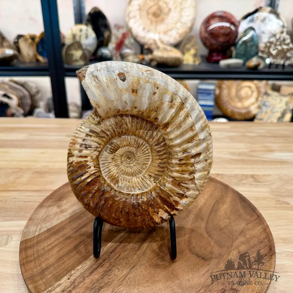 Reserve Jurassic Ammonite Fossil 7.3’’ - Fossil Specimen