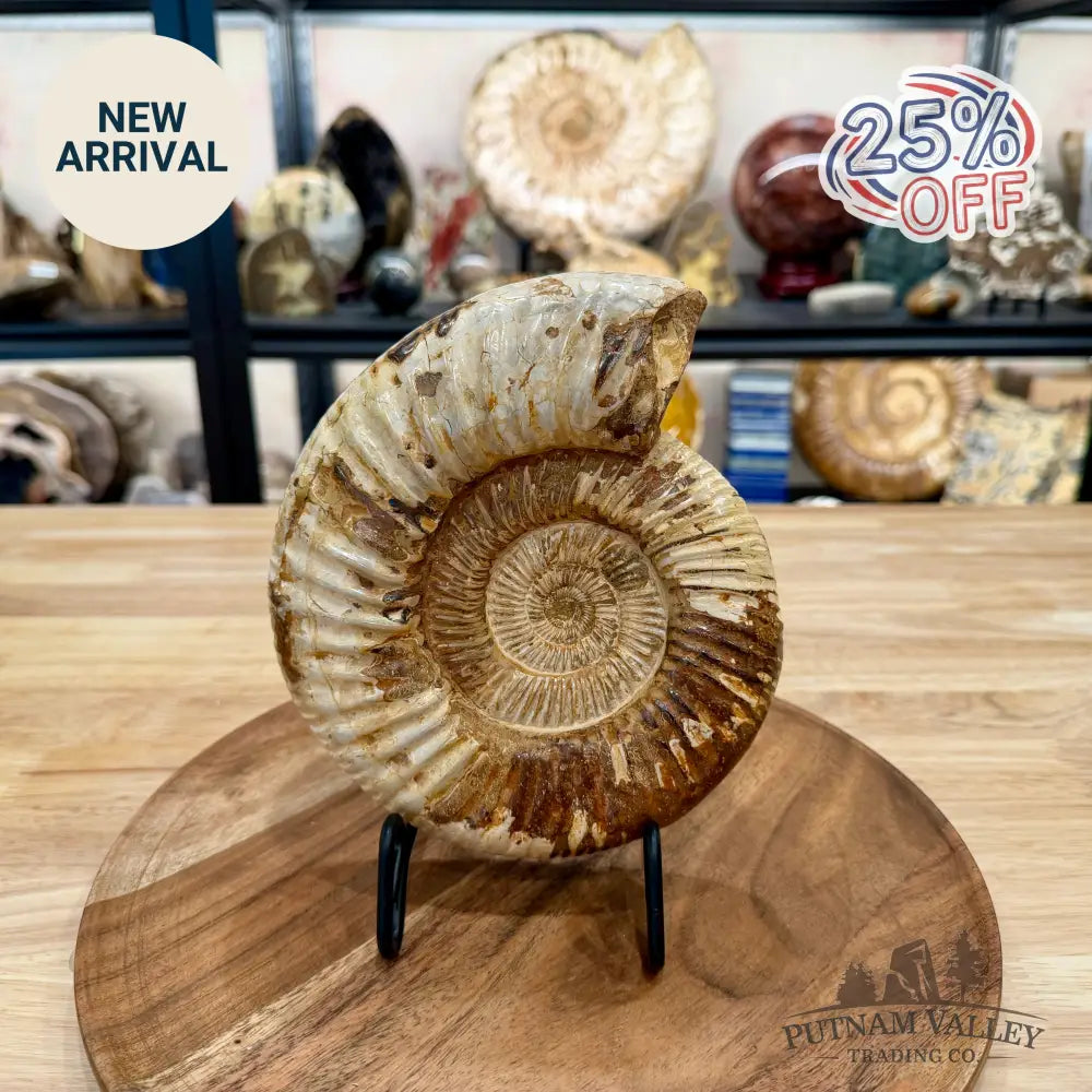 Reserve Jurassic Ammonite Fossil 7.3’’ - Fossil Specimen