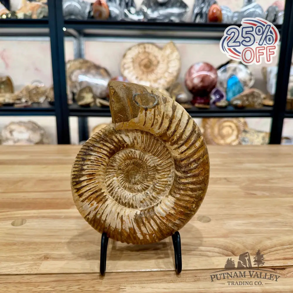 Reserve Jurassic Ammonite Fossil 7.35’’ - Fossil Specimen