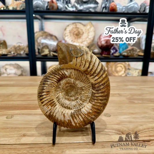 Reserve Jurassic Ammonite Fossil 7.35’’ - Fossil Specimen