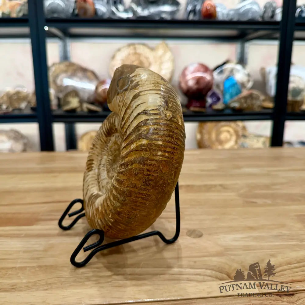 Reserve Jurassic Ammonite Fossil 7.35’’ - Fossil Specimen
