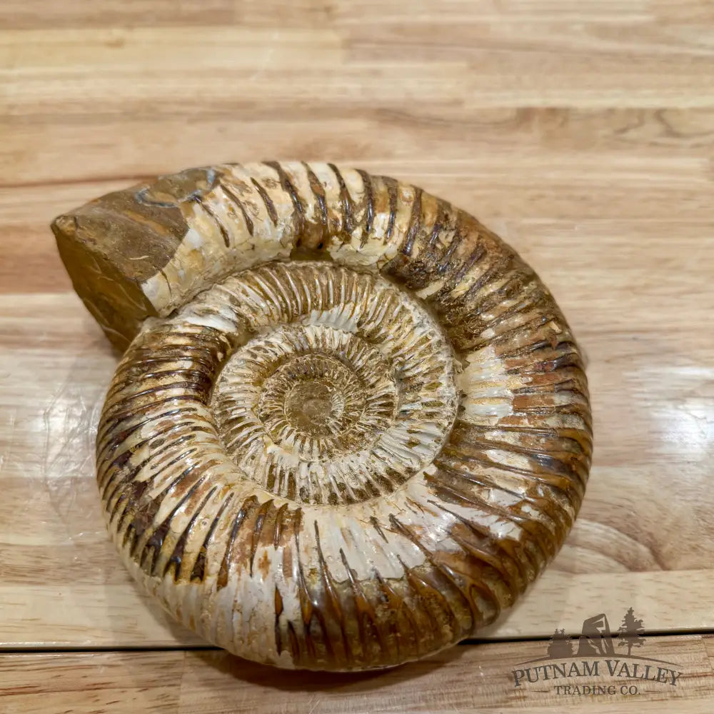 Reserve Jurassic Ammonite Fossil 7.35’’ - Fossil Specimen