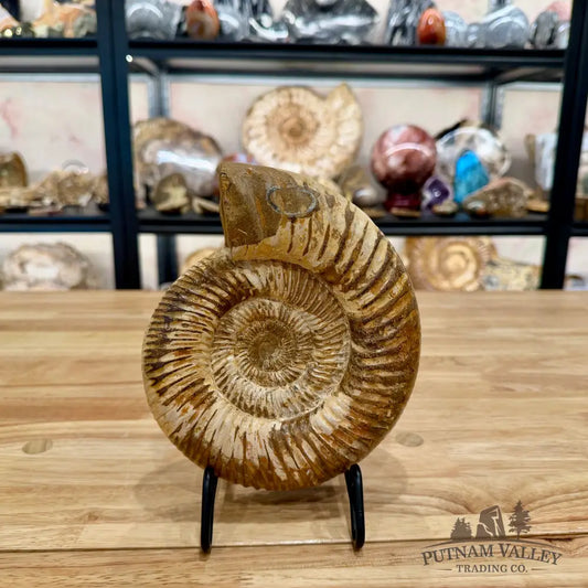 Reserve Jurassic Ammonite Fossil 7.35’’ - Fossil Specimen