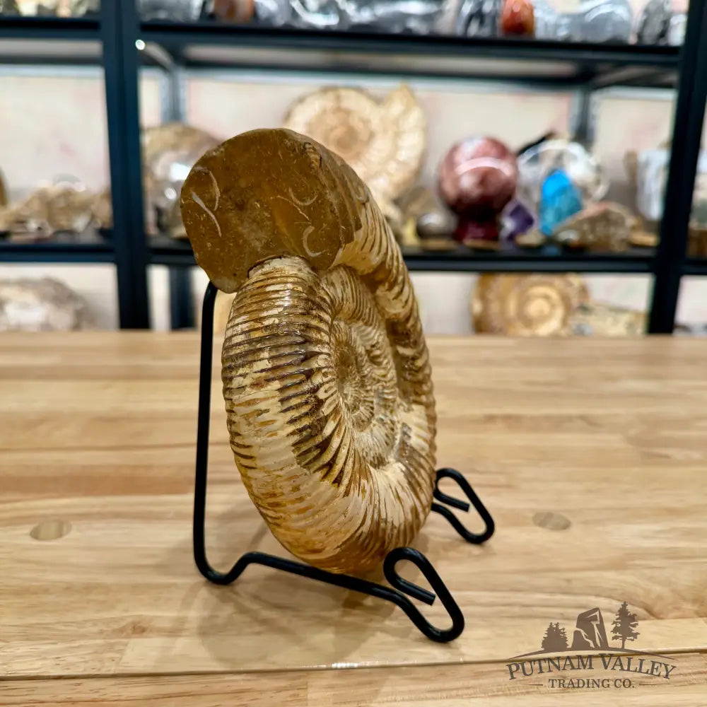 Reserve Jurassic Ammonite Fossil 7.35’’ - Fossil Specimen