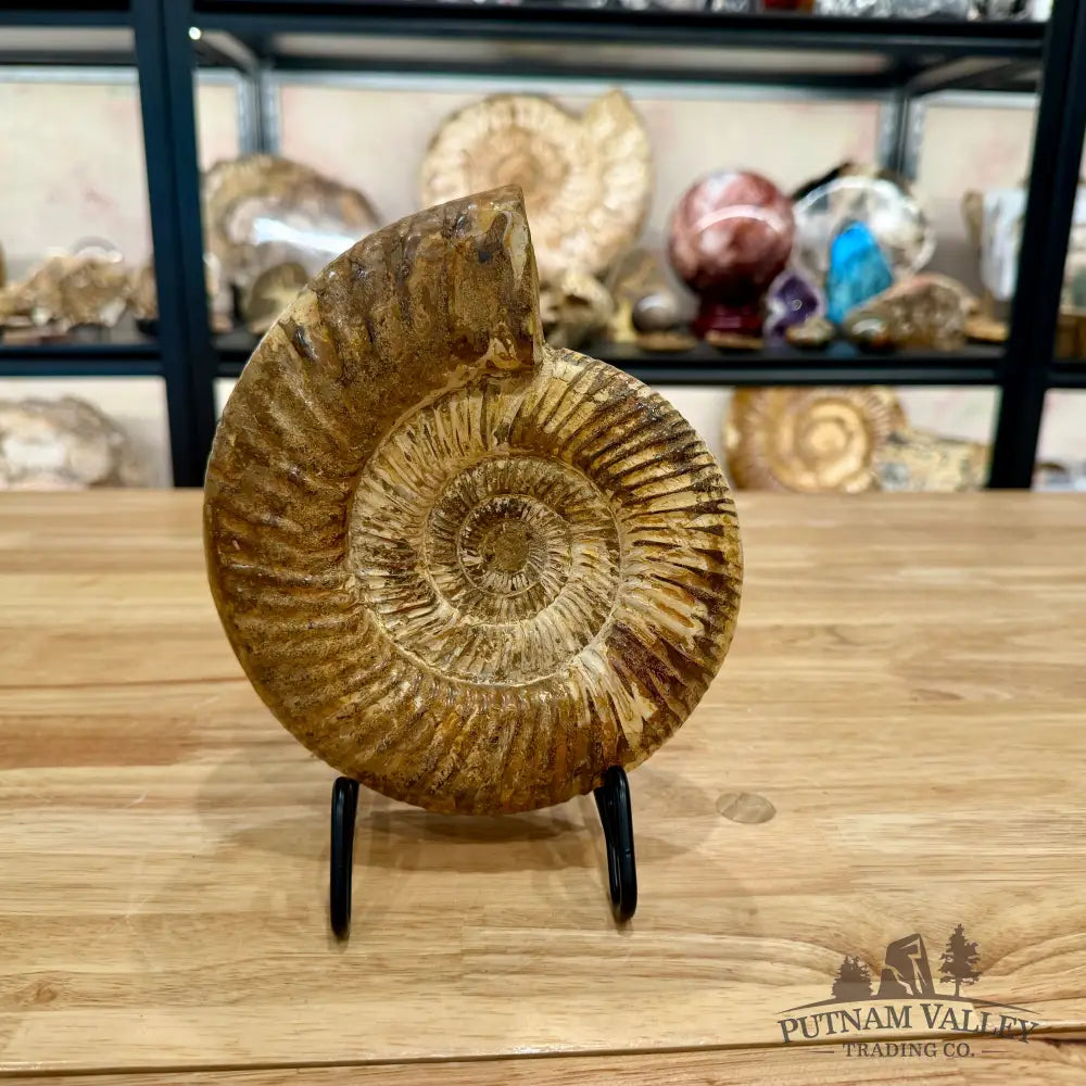 Reserve Jurassic Ammonite Fossil 7.35’’ - Fossil Specimen
