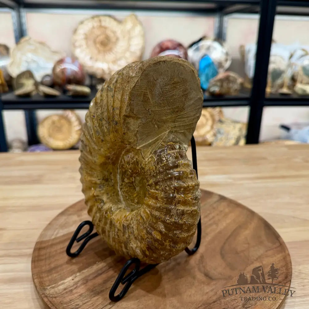 Reserve Jurassic Ammonite Fossil 7.86’’ | Madagascar - Fossil Specimen
