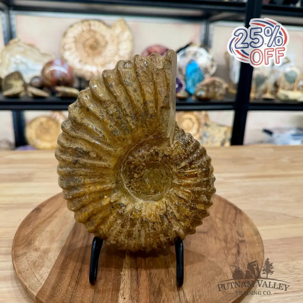 Reserve Jurassic Ammonite Fossil 7.86’’ | Madagascar - Fossil Specimen