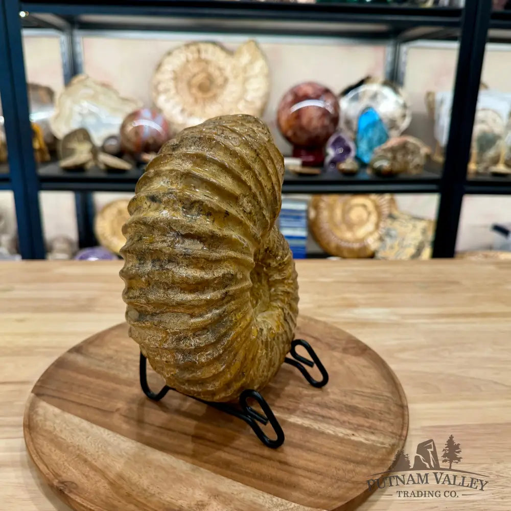 Reserve Jurassic Ammonite Fossil 7.86’’ | Madagascar - Fossil Specimen