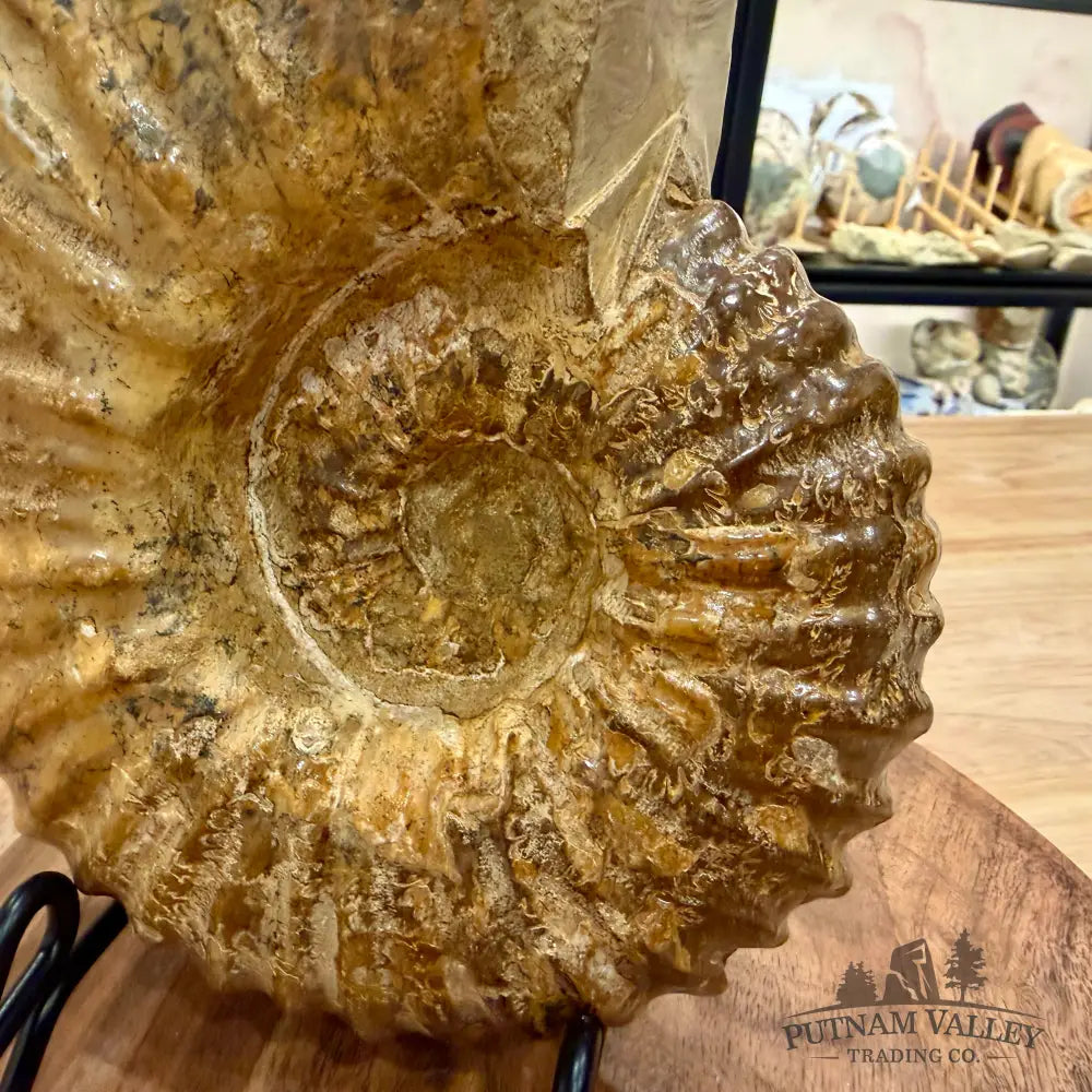 Reserve Jurassic Ammonite Fossil 7.86’’ | Madagascar - Fossil Specimen
