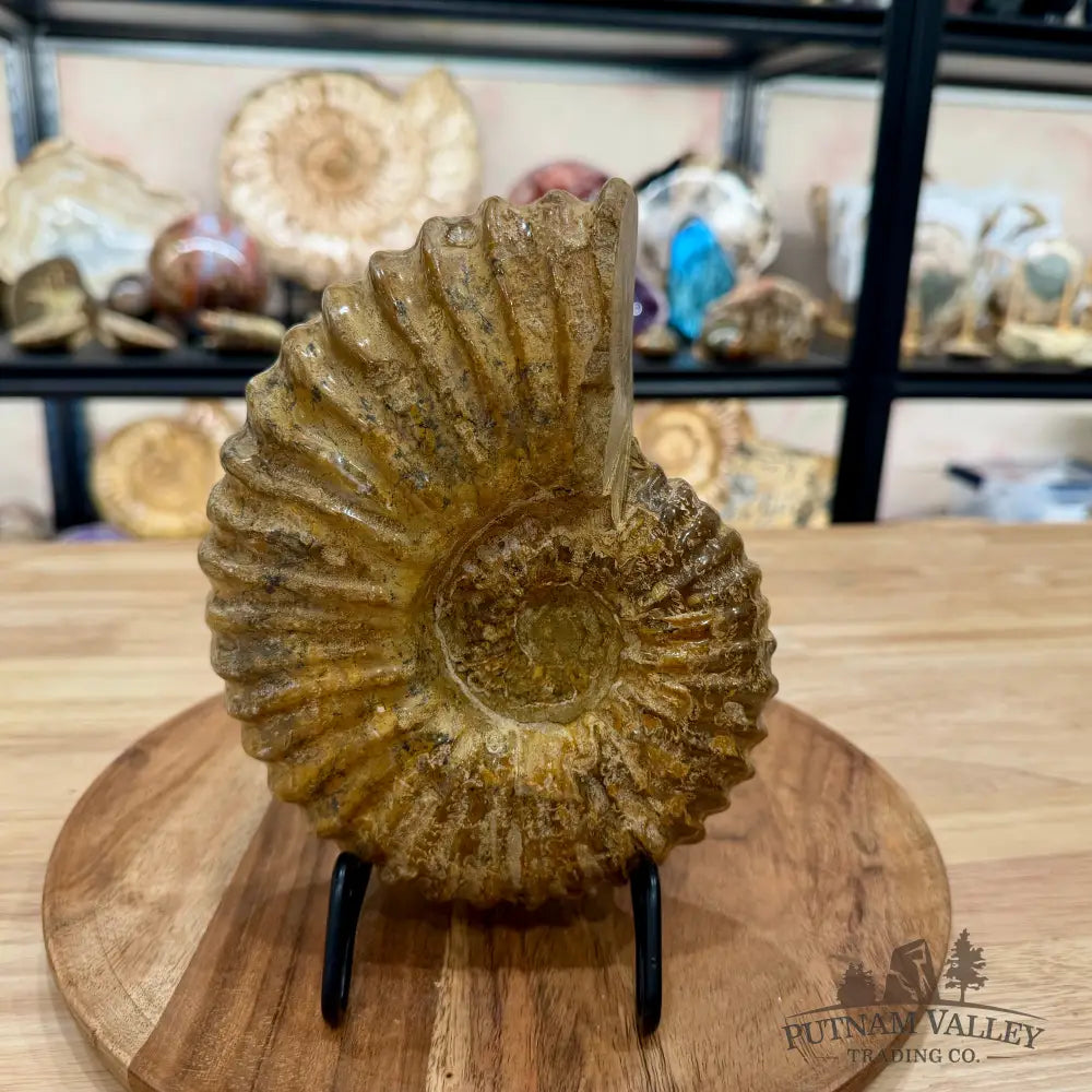 Reserve Jurassic Ammonite Fossil 7.86’’ | Madagascar - Fossil Specimen