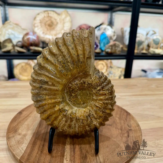 Reserve Jurassic Ammonite Fossil 7.86’’ | Madagascar - Fossil Specimen