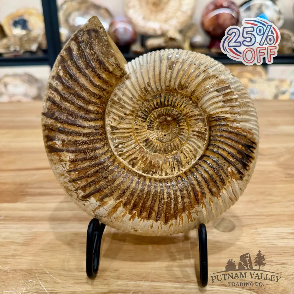Reserve Jurassic Ammonite Fossil 7’’ Fossil Specimen