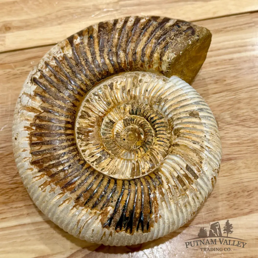 Reserve Jurassic Ammonite Fossil 7’’ Fossil Specimen