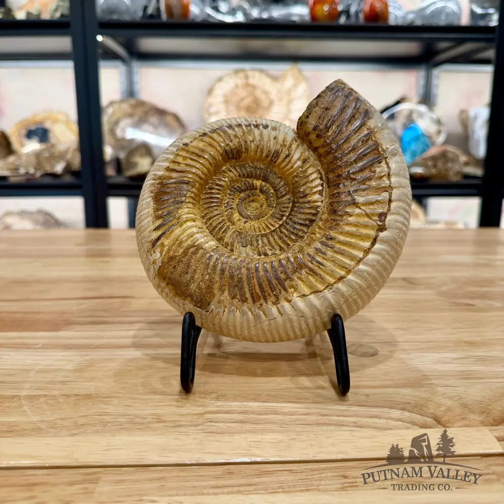 Reserve Jurassic Ammonite Fossil 7’’ Fossil Specimen