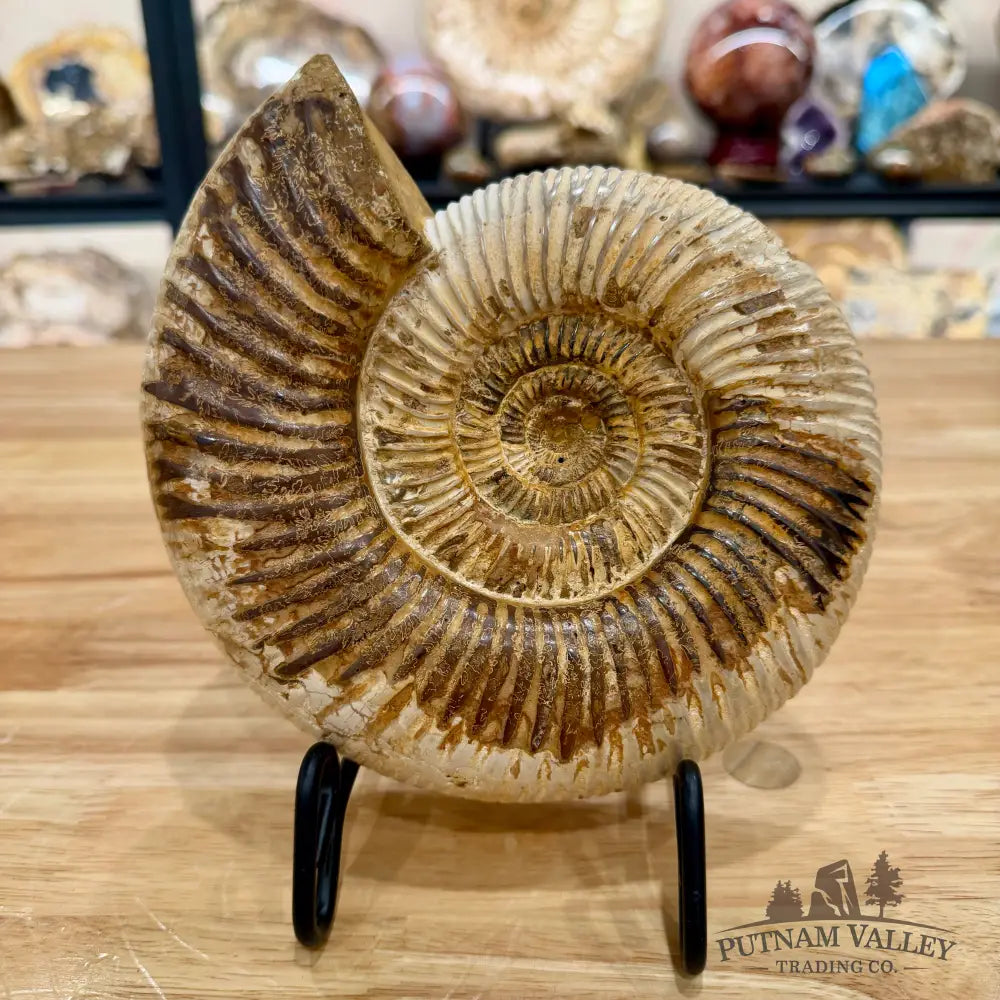 Reserve Jurassic Ammonite Fossil 7’’ Fossil Specimen