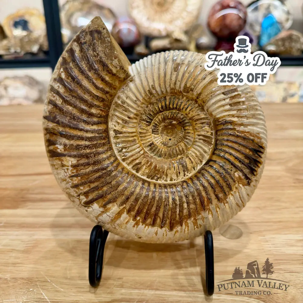 Reserve Jurassic Ammonite Fossil 7’’ Fossil Specimen